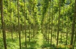 Lowongan PT. Pacific Fiber Indonesia