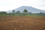 Lowongan PT Mahameru Aksara Agri
